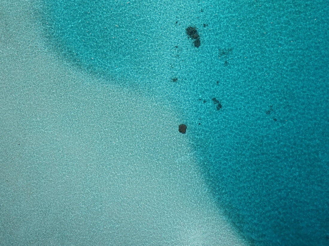 a group of black ants