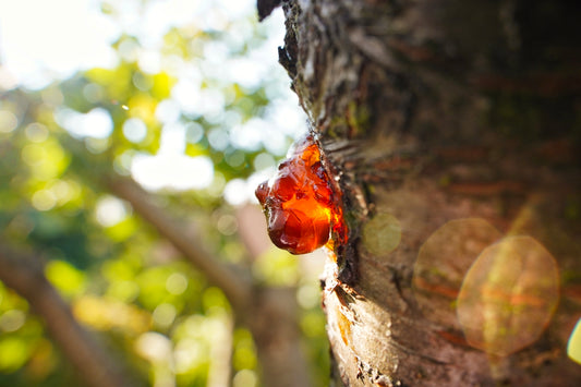 a bug on a tree