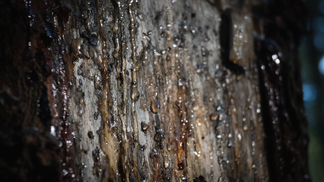 a close up of a tree trunk