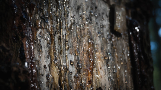 a close up of a tree trunk