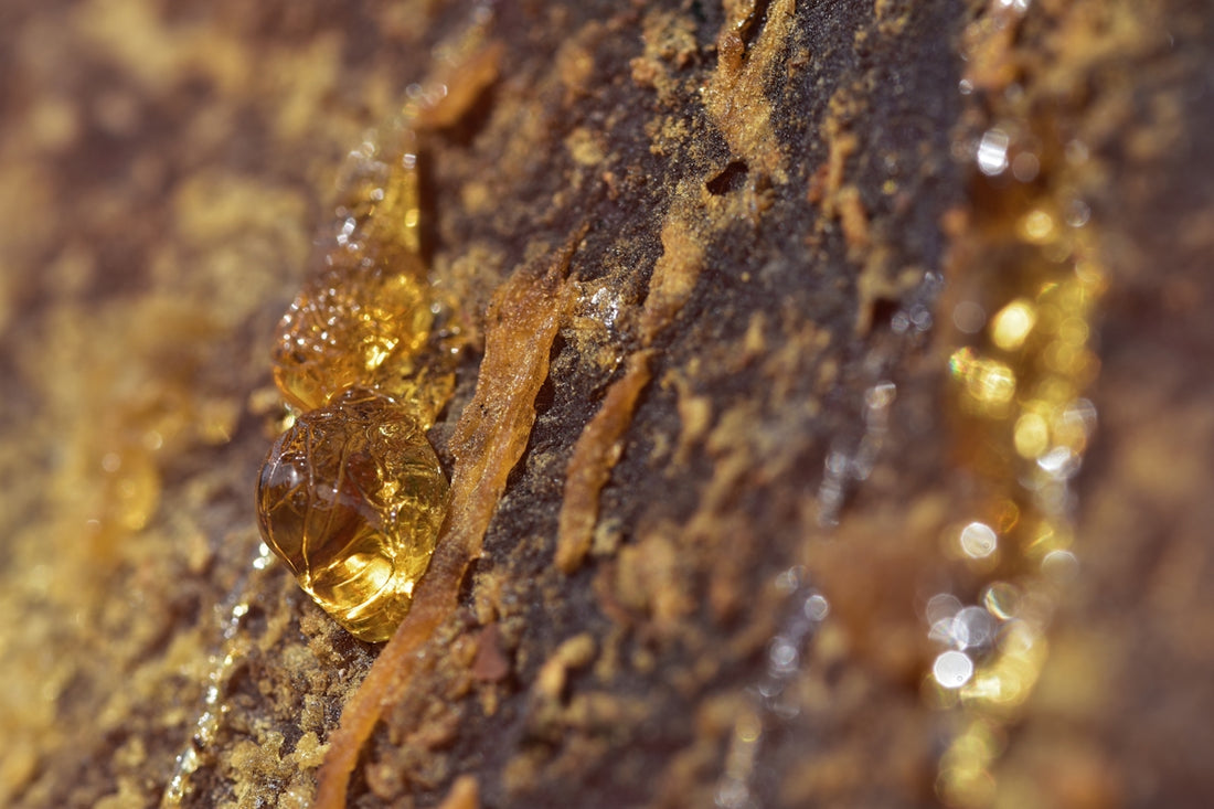 a close up of a yellow substance on a rock