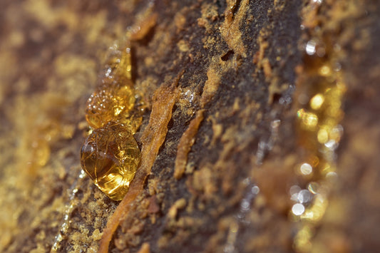 a close up of a yellow substance on a rock