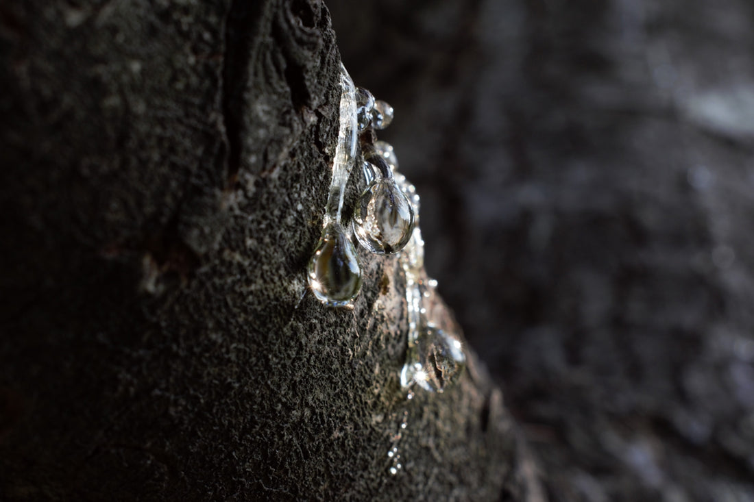 a close up of water droplets on a rock