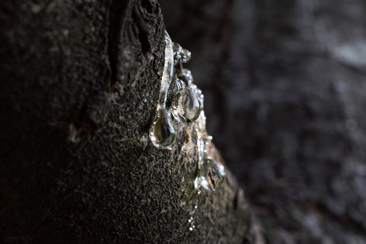 a close up of water droplets on a rock