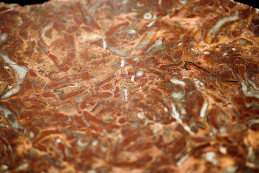 Close-up of a reddish-brown rock with white inclusions.