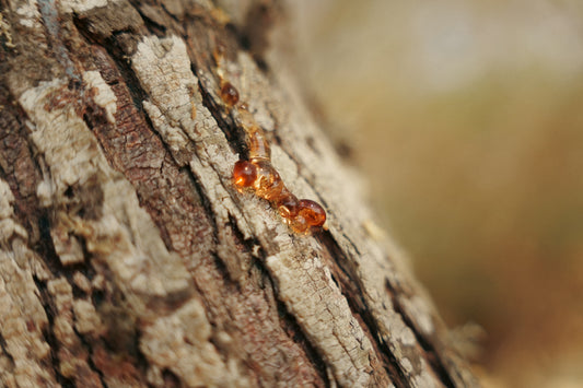 Amber resin dripping down a tree trunk