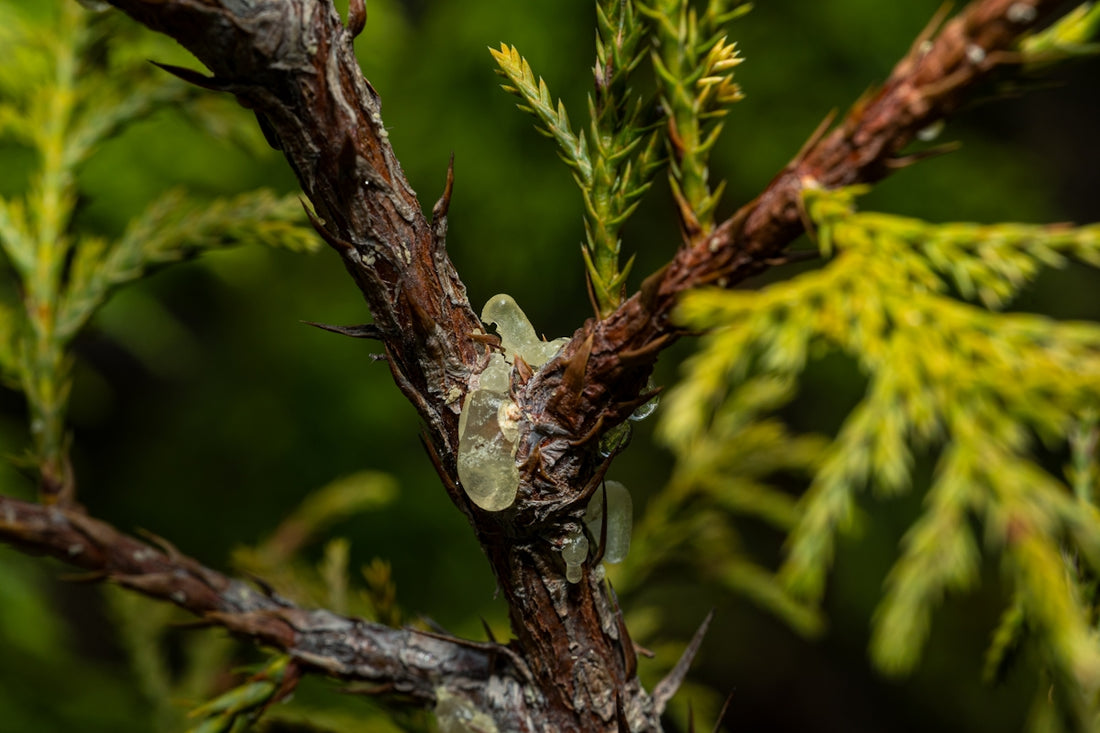 Close-up of amber resin on a cedar branch.
