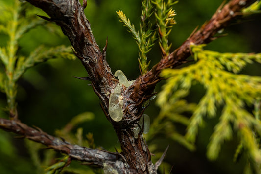 Close-up of amber resin on a cedar branch.